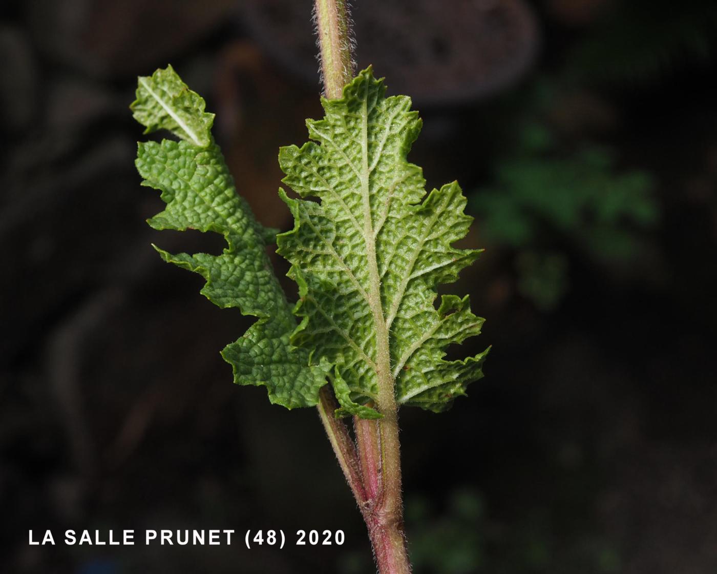 Sage, Verbena leaf